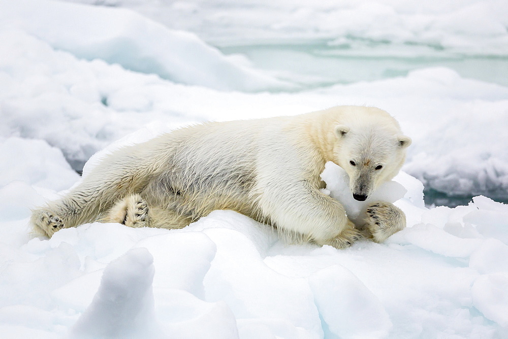 Adult polar bear (Ursus maritimus) stretching on first year sea ice in Olga Strait, near Edgeoya, Svalbard, Arctic, Norway, Scandinavia, Europe