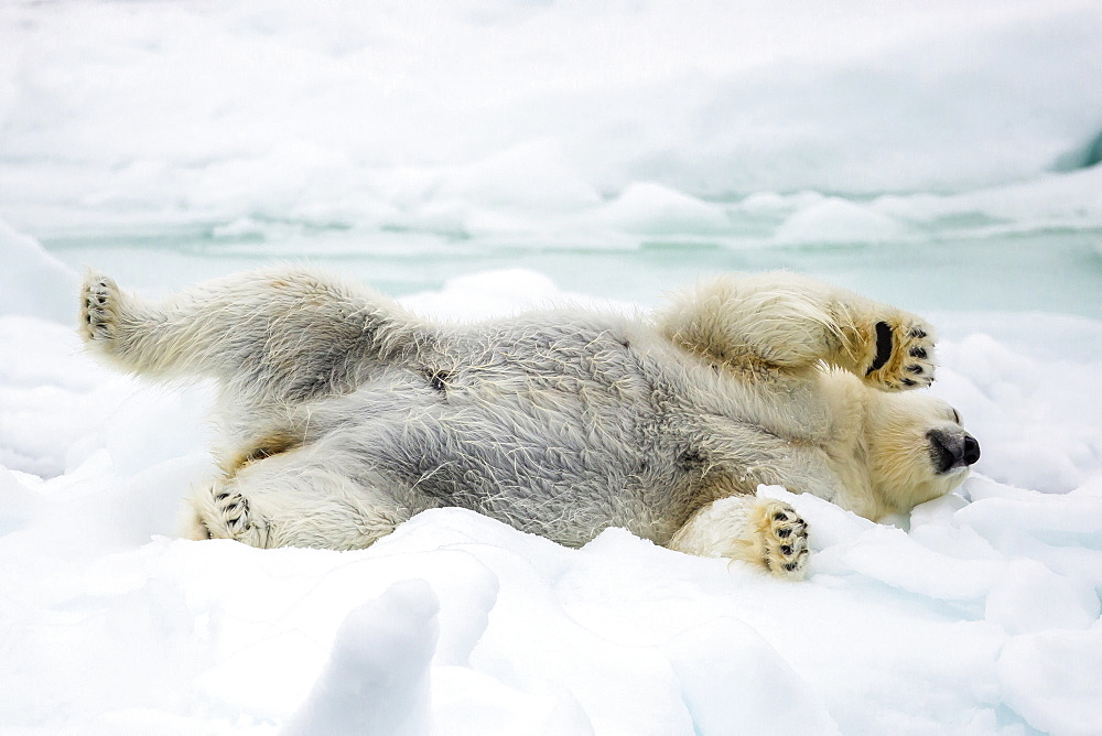 Adult polar bear (Ursus maritimus) stretching on first year sea ice in Olga Strait, near Edgeoya, Svalbard, Arctic, Norway, Scandinavia, Europe