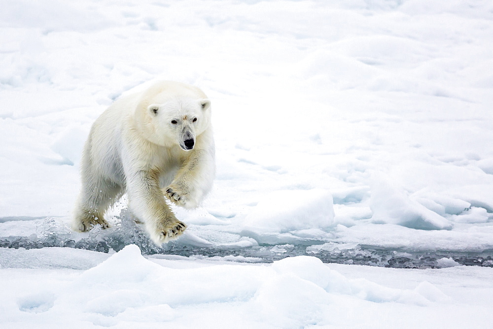 Adult polar bear (Ursus maritimus) leaping across open lead in first year sea ice in Olga Strait, near Edgeoya, Svalbard, Arctic, Norway, Scandinavia, Europe