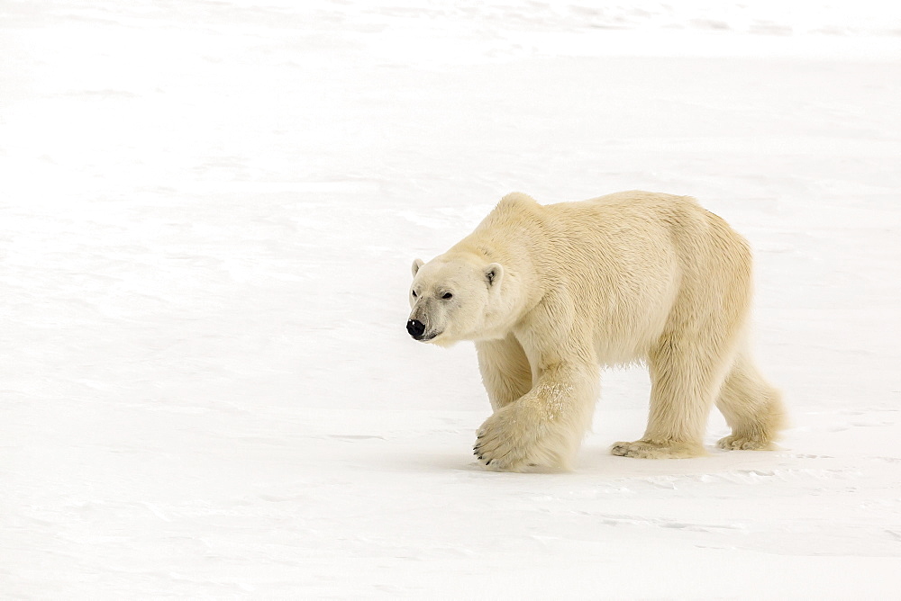 Adult polar bear (Ursus maritimus) on first year sea ice near Cape Fanshawe, Spitsbergen, Svalbard, Arctic, Norway, Scandinavia, Europe