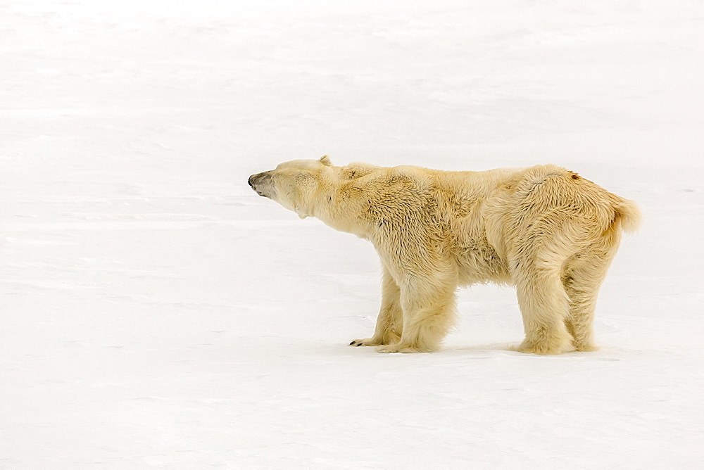 Adult polar bear (Ursus maritimus) on first year sea ice near Cape Fanshawe, Spitsbergen, Svalbard, Arctic, Norway, Scandinavia, Europe