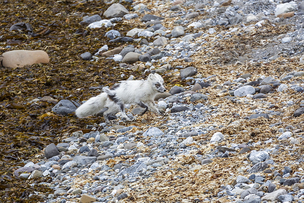 Adult arctic fox (Vulpes lagopus) losing its winter coat for its summer coat, Gnalodden, Hornsund, Spitsbergen, Svalbard, Arctic, Norway, Scandinavia, Europe