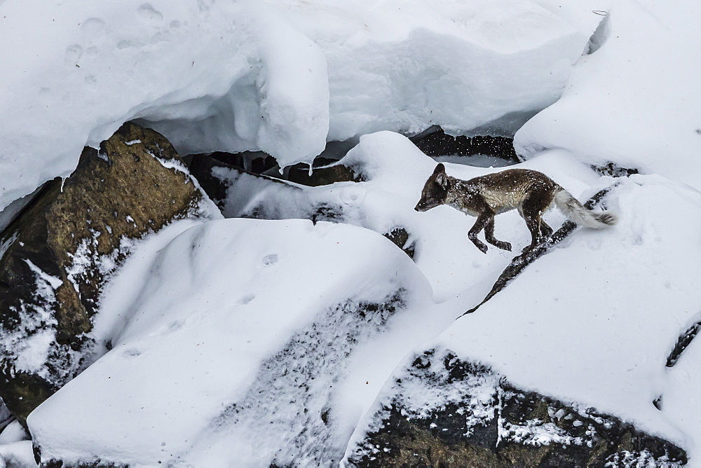 Adult arctic fox (Vulpes lagopus) on ice, losing its winter coat for its summer coat, Alkefjelet, Cape Fanshawe, Spitsbergen, Svalbard, Arctic, Norway, Scandinavia, Europe