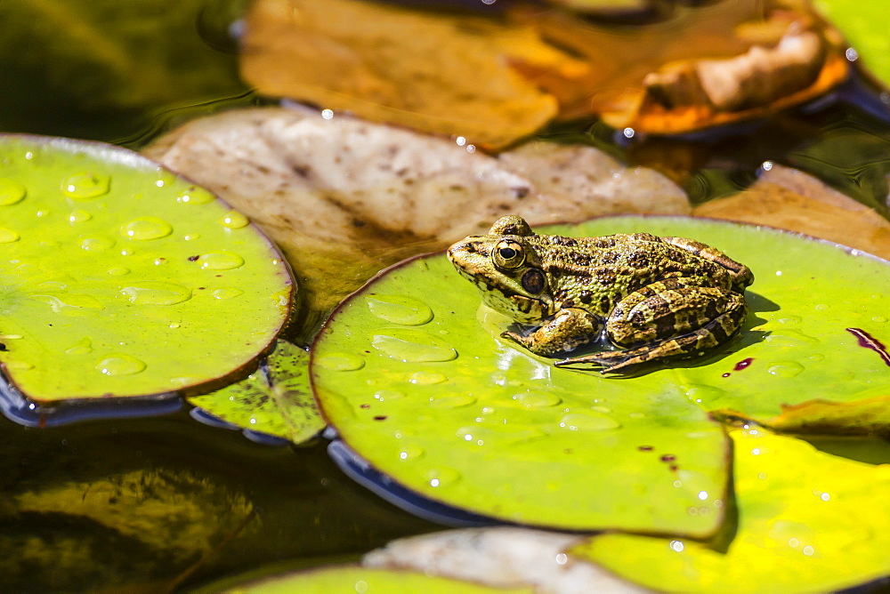 The introduced Perez's frog (Iberian waterfrog) (Iberian green frog) (Pelophylax perezi) on the island of Sao Miguel, Azores, Portugal, Europe