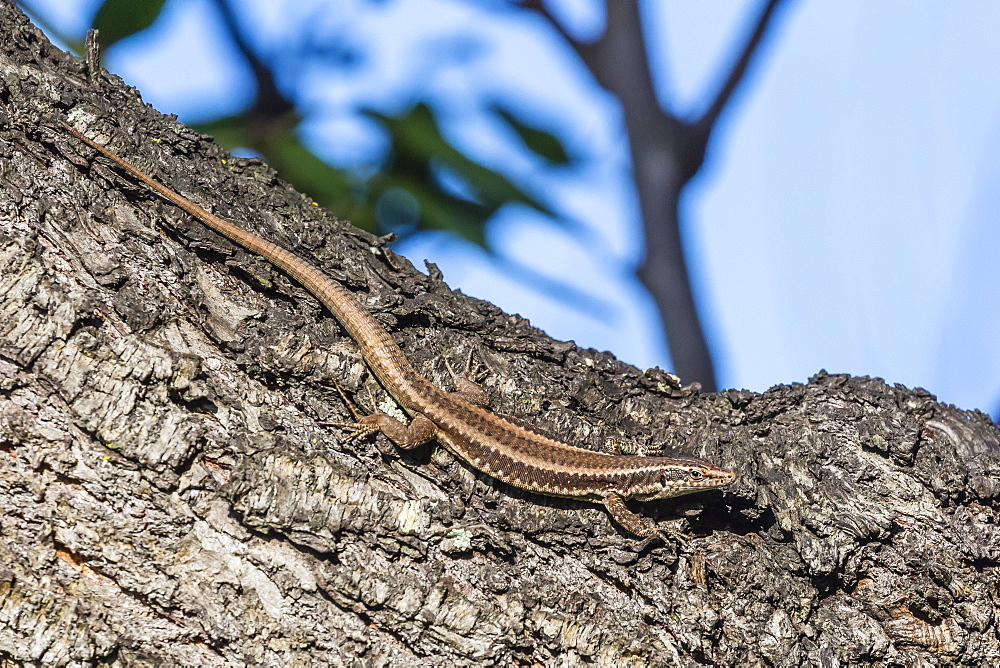 Madeira wall lizard (Lacerta dugesii) endemic to Madeira, Funchal, Madeira, Portugal, Atlantic, Europe