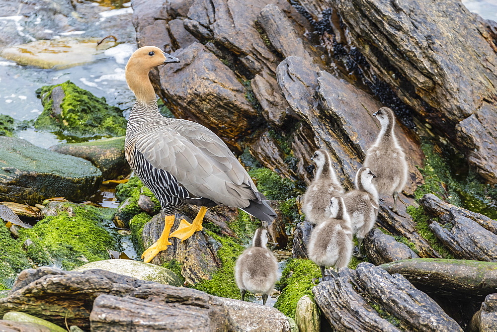 Adult female upland goose (Chloephaga picta leucoptera) with goslings at Carcass Island, Falkland Islands, U.K. Overseas Protectorate, South America