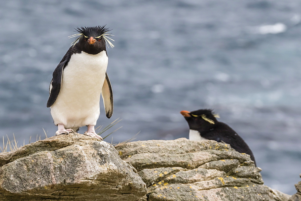 Adult rockhopper penguin (Eudyptes chrysocome) at nesting site on New Island, Falkland Islands, U.K. Overseas Protectorate, South America