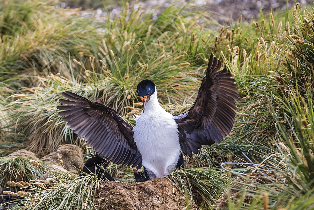 Adult imperial shag (Phalacrocorax atriceps) landing at nest site on New Island, Falkland Islands, U.K. Overseas Protectorate, South America