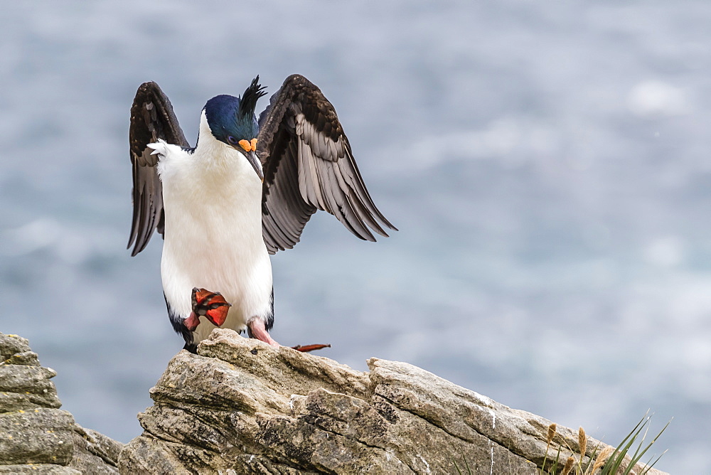 Adult imperial shag (Phalacrocorax atriceps) landing at nest site on New Island, Falkland Islands, U.K. Overseas Protectorate, South America