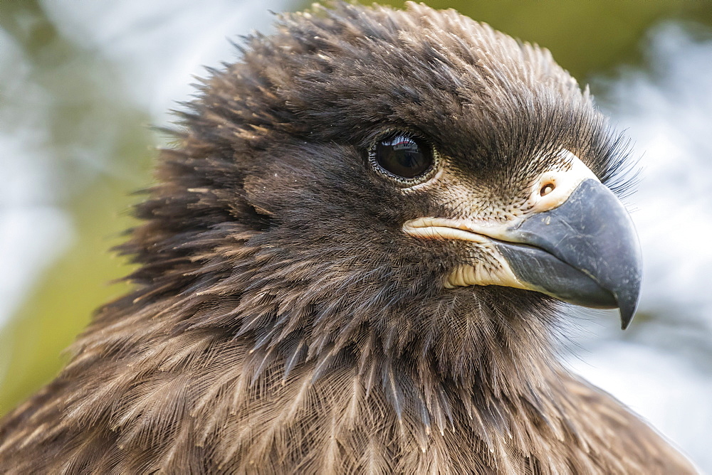 Carcass Island, Falkland Islands, U.K. Overseas Protectorate, South America