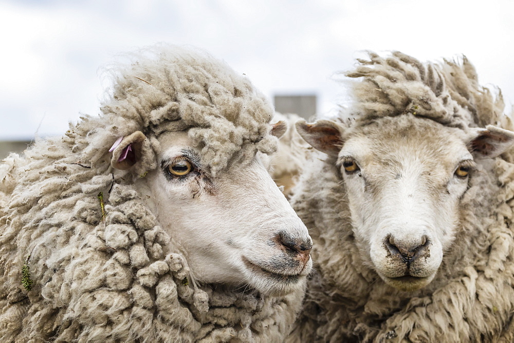 Sheep waiting to be shorn at Long Island sheep Farms, outside Stanley, Falkland Islands, South America