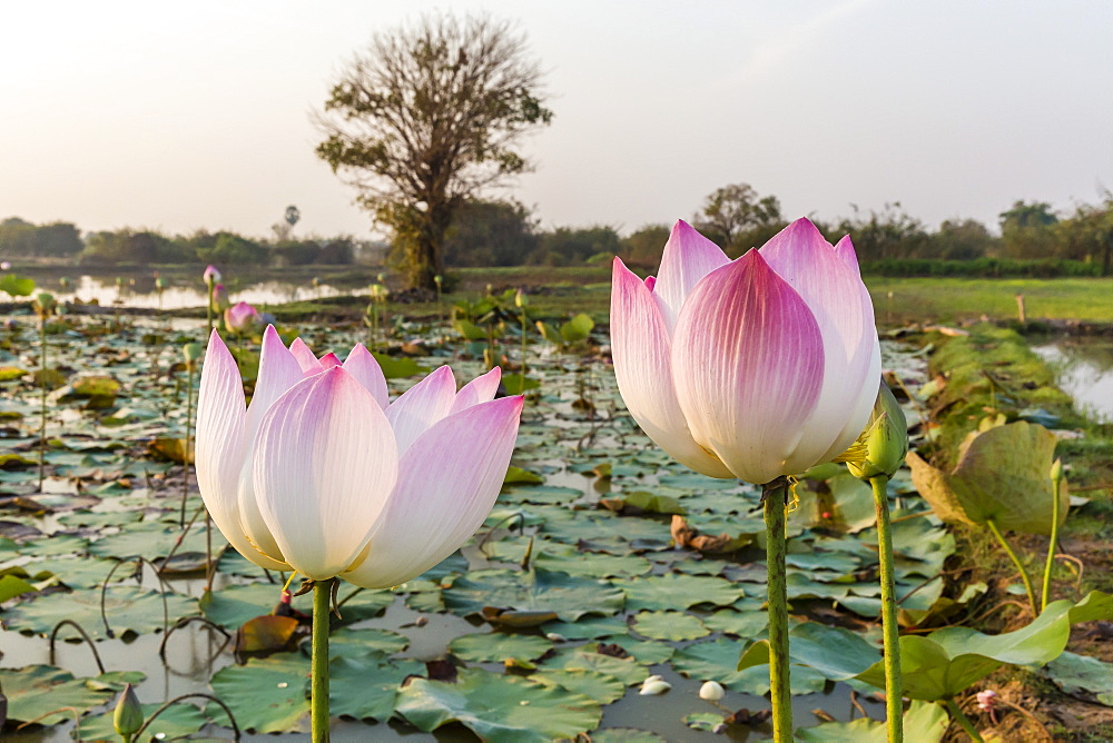 Lotus flower (Nelumbo nucifera), near the village of Kampong Tralach, Cambodia, Indochina, Southeast Asia, Asia