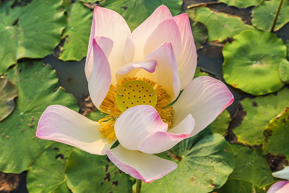 Lotus flower (Nelumbo nucifera), near the village of Kampong Tralach, Cambodia, Indochina, Southeast Asia, Asia