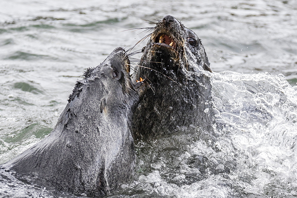 Young Antarctic fur seals (Arctocephalus gazella) mock fighting in Grytviken Harbor, South Georgia, Polar Regions