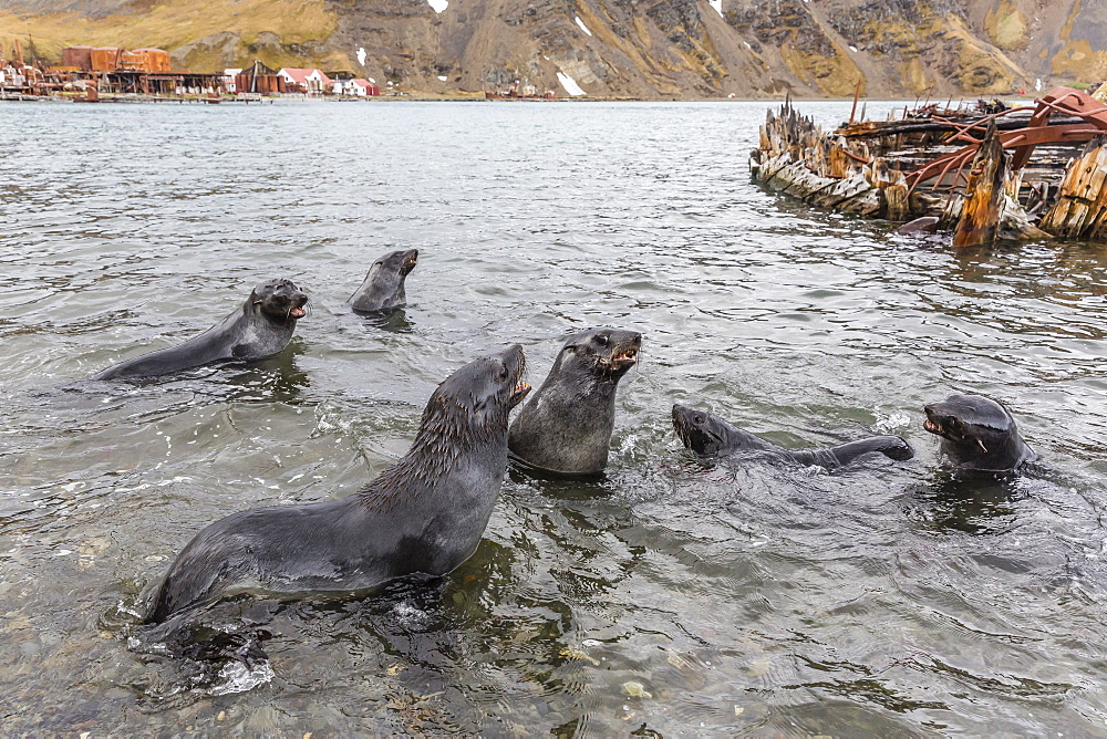 Young Antarctic fur seals (Arctocephalus gazella) mock fighting in Grytviken Harbor, South Georgia, Polar Regions