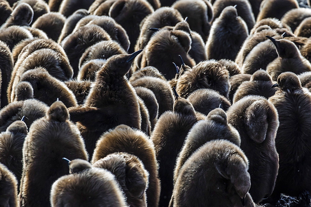 Juvenile king penguins (Aptenodytes patagonicus) at breeding colony at Salisbury Plain, South Georgia, Polar Regions