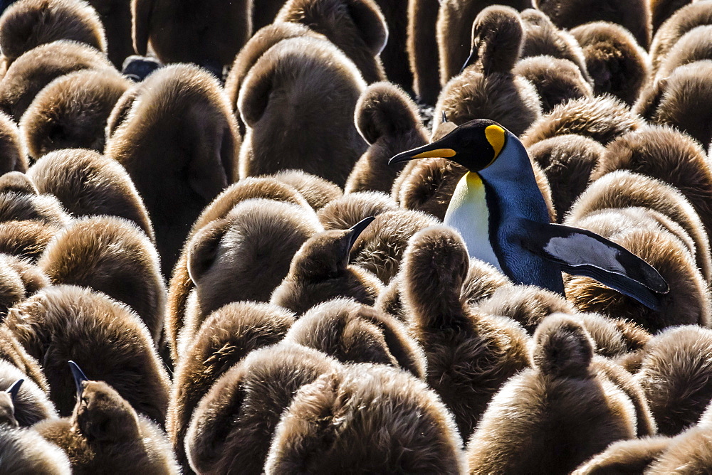 Adult and juvenile king penguins (Aptenodytes patagonicus), at breeding colony at Salisbury Plain, South Georgia, Polar Regions