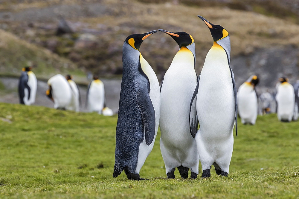 Adult king penguins (Aptenodytes patagonicus) at breeding colony at Fortuna Bay, South Georgia, Polar Regions