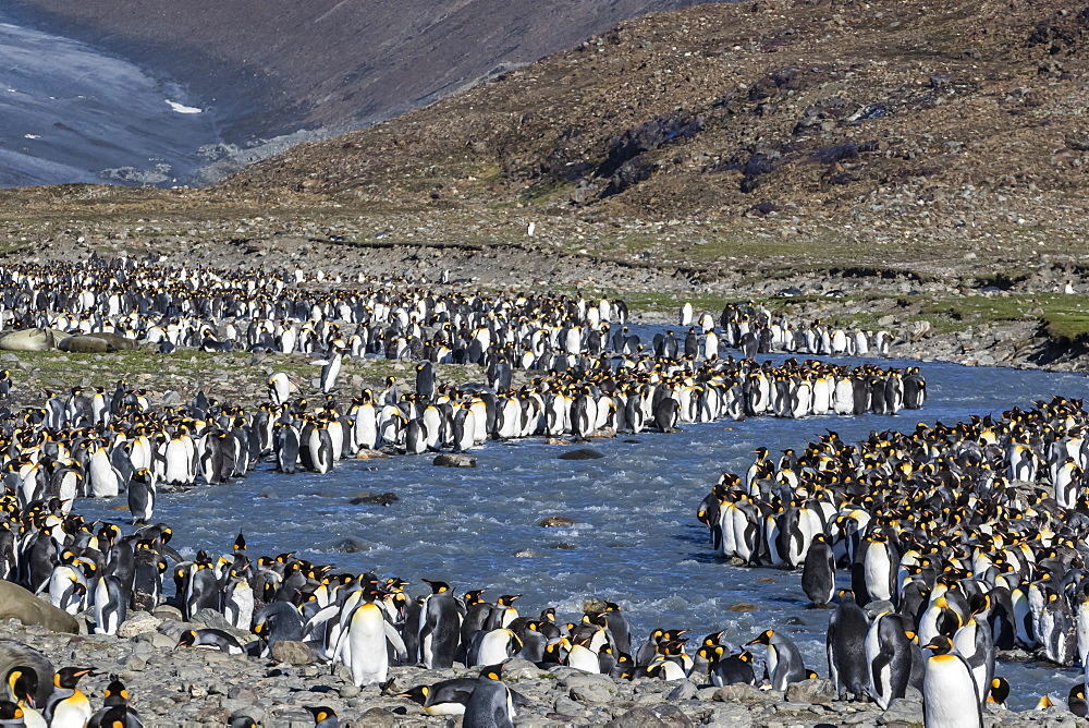 King penguin (Aptenodytes patagonicus) breeding colony at St. Andrews Bay, South Georgia, Polar Regions