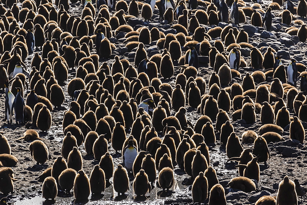 King penguin (Aptenodytes patagonicus) adults with chicks at St. Andrews Bay, South Georgia, Polar Regions