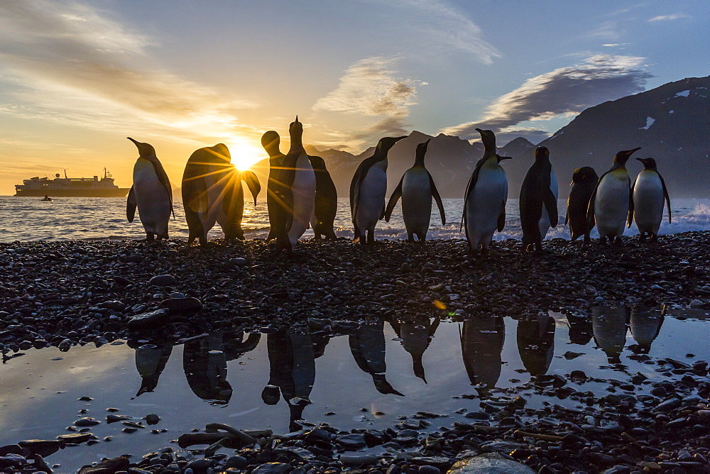 King penguins (Aptenodytes patagonicus) at sunrise, in St. Andrews Bay, South Georgia, Polar Regions