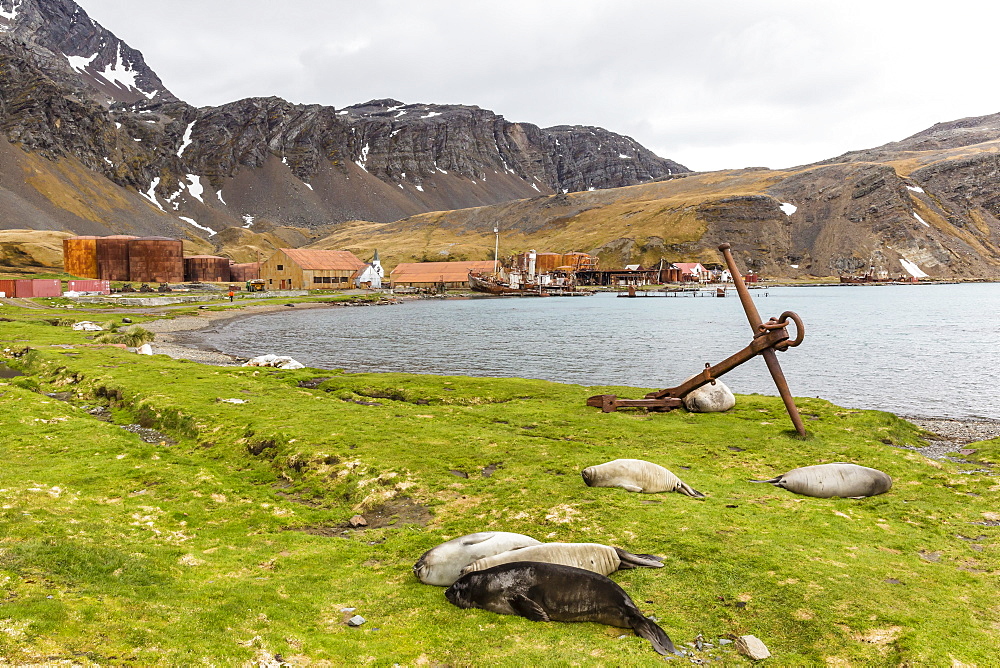 Southern elephant seal pups (Mirounga leonina) after being weaned in Grytviken Harbor, South Georgia, Polar Regions