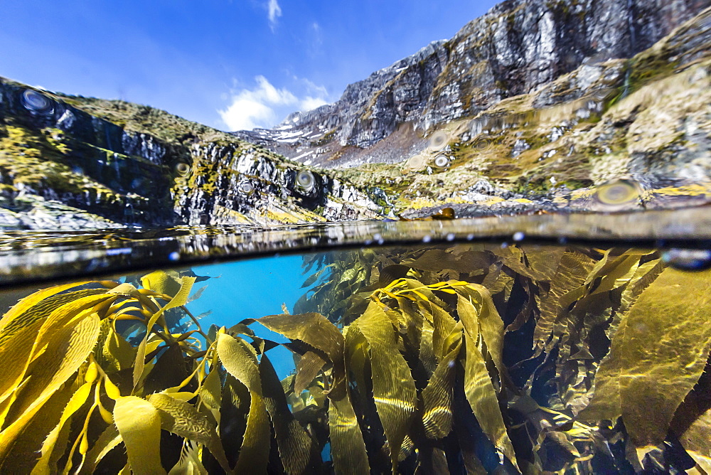 Above and below water view of kelp in Hercules Bay, South Georgia, Polar Regions