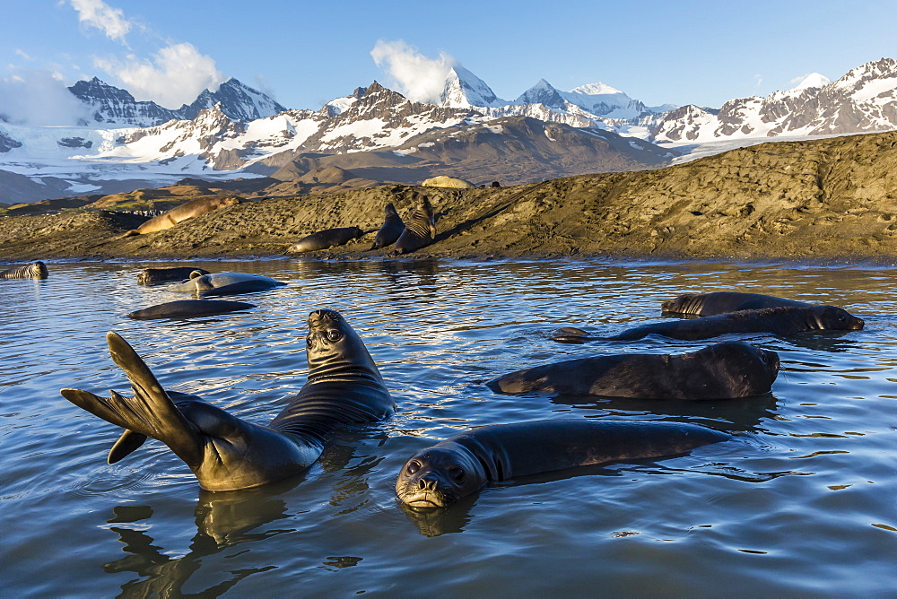 Southern elephant seal pups (Mirounga leonina), in melt water pond, St. Andrews Bay, South Georgia, Polar Regions