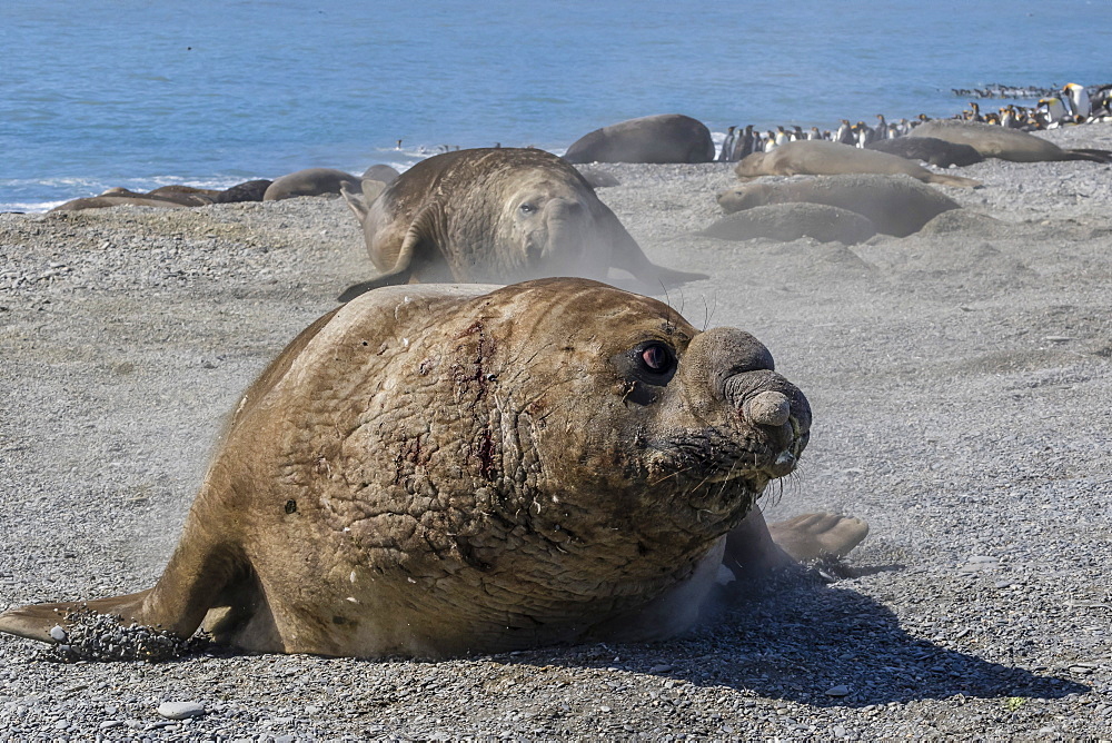 Charging southern elephant seal bull (Mirounga leonina), St. Andrews Bay, South Georgia, Polar Regions