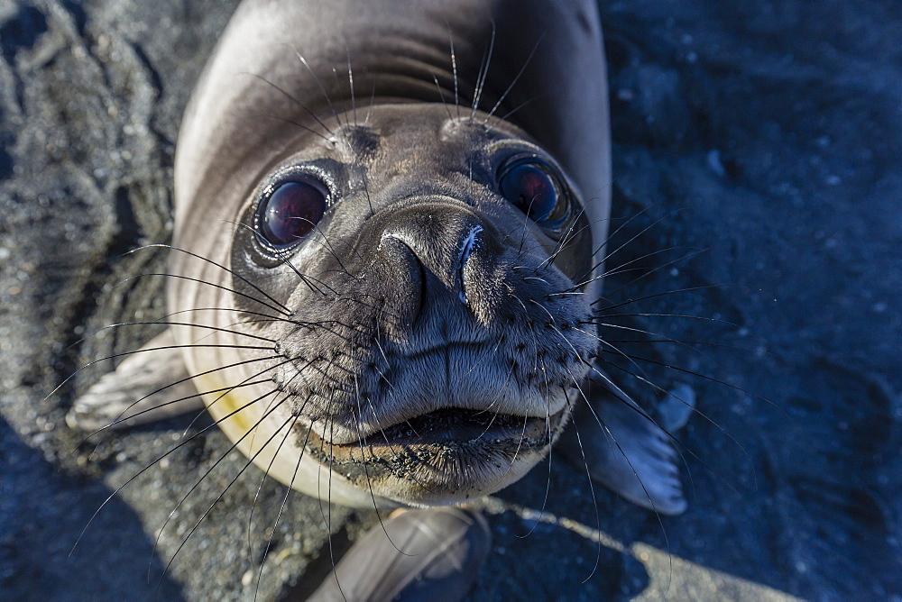 Curious southern elephant seal pup (Mirounga leonina), Gold Harbor, South Georgia, Polar Regions