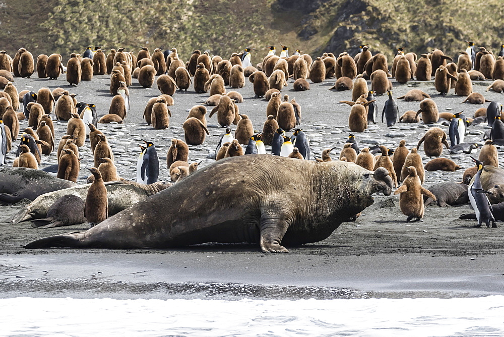 Southern elephant seal bulls (Mirounga leonina) charging on the beach in Gold Harbor, South Georgia, Polar Regions