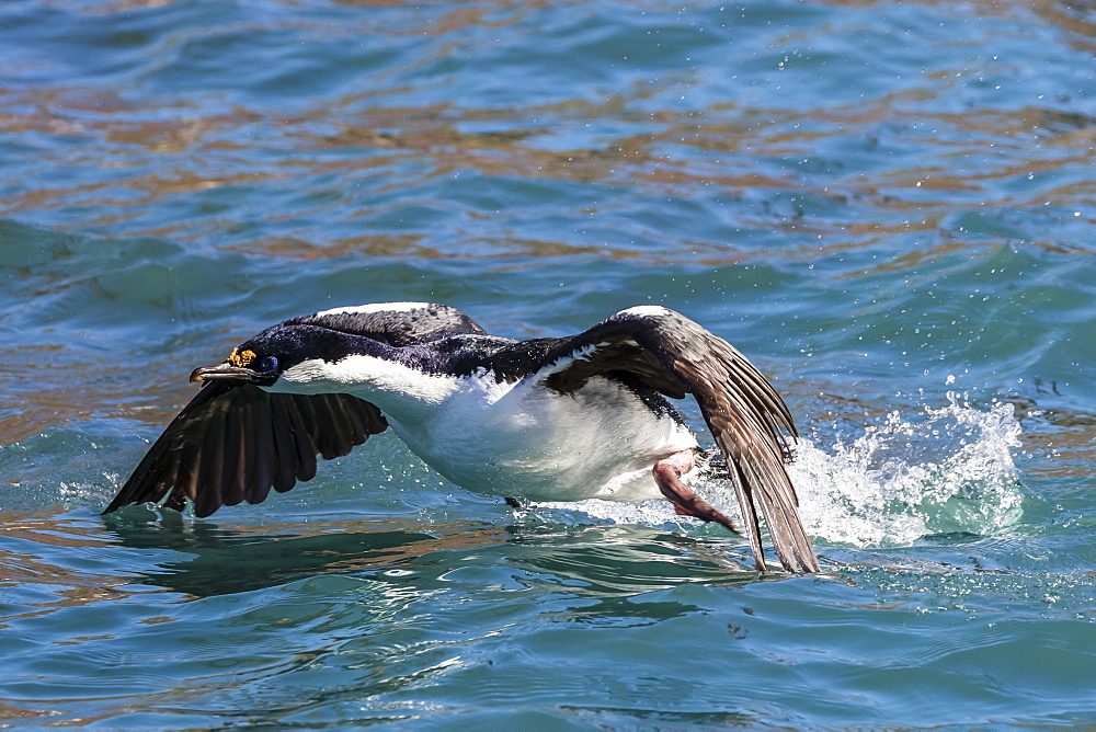 Adult South Georgia shag (Phalacrocorax atriceps georgianus), in Ocean Harbor, South Georgia, Polar Regions