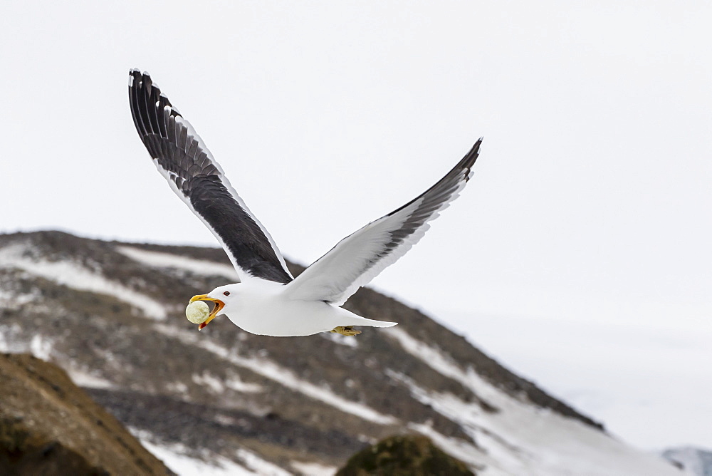 Adult kelp gull (Larus dominicanus) with stolen Adelie penguin egg in its bill at Brown Bluff, Antarctica, Polar Regions