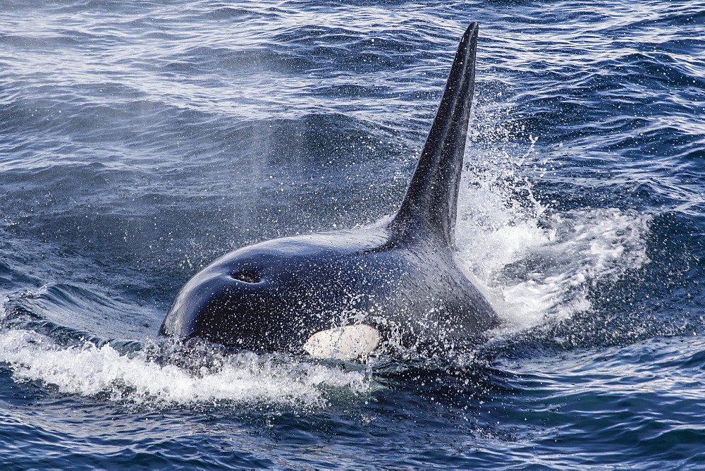 Adult bull Type A killer whale (Orcinus orca) surfacing in the Gerlache Strait, Antarctica, Polar Regions