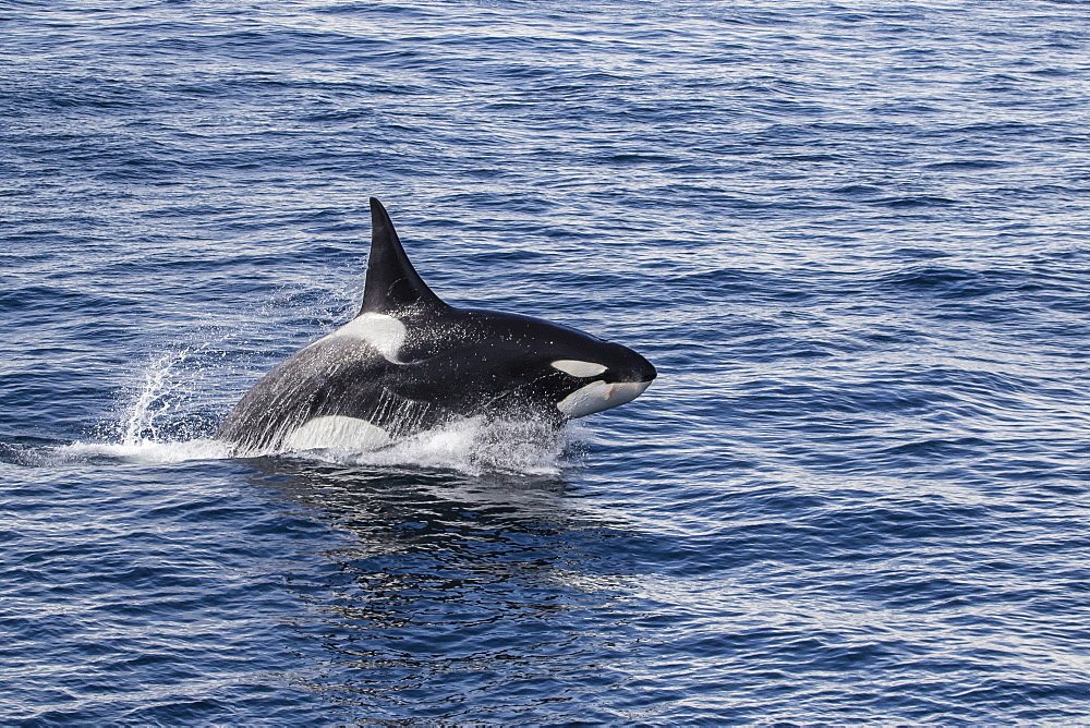 Adult bull Type A killer whale (Orcinus orca) power lunging in the Gerlache Strait, Antarctica, Polar Regions