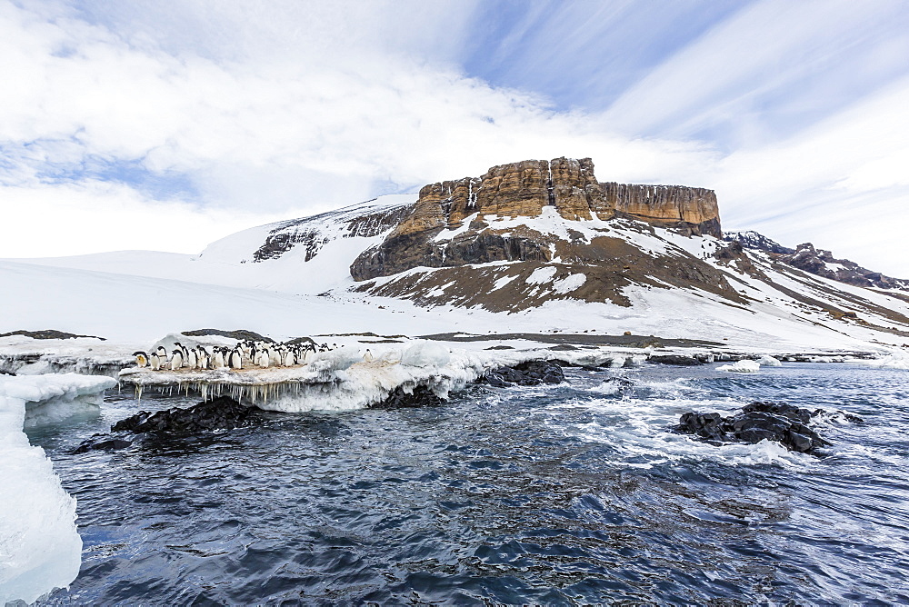 Adelie penguins (Pygoscelis adeliae) at breeding colony at Brown Bluff, Antarctica, Southern Ocean, Polar Regions