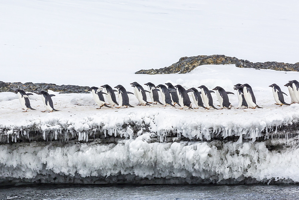 Adelie penguins (Pygoscelis adeliae) at breeding colony at Brown Bluff, Antarctica, Southern Ocean, Polar Regions