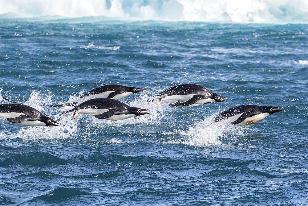 Adelie penguins (Pygoscelis adeliae) porpoising at sea at Brown Bluff, Antarctica, Southern Ocean, Polar Regions