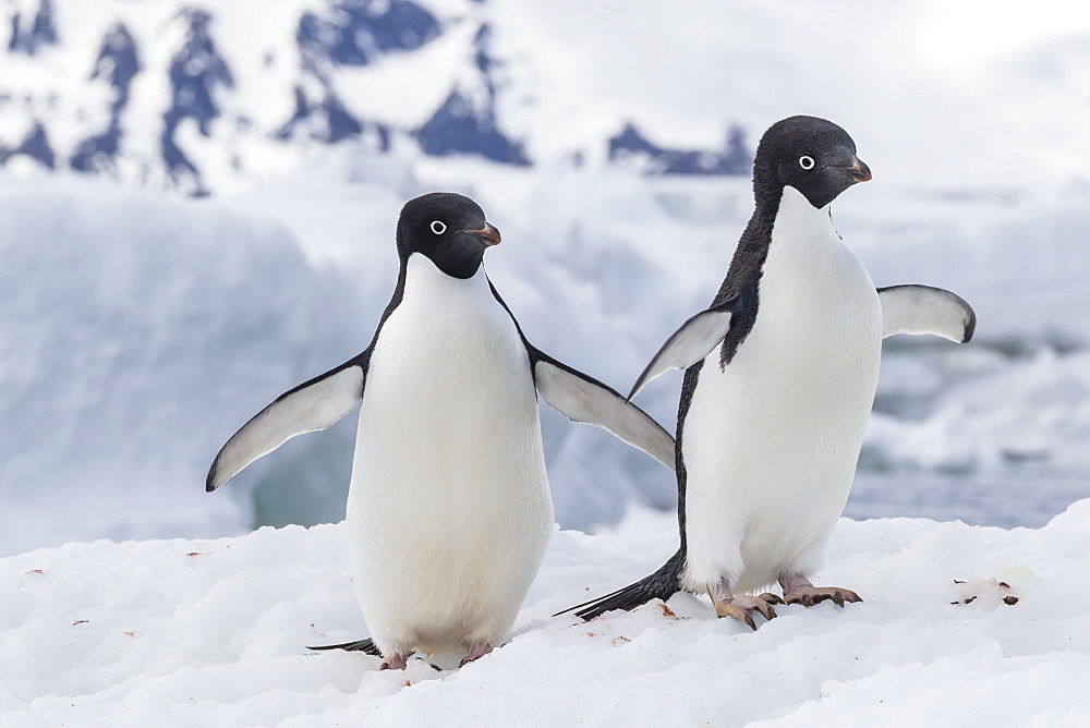 Adelie penguin (Pygoscelis adeliae) pair, at Brown Bluff, Antarctica, Southern Ocean, Polar Regions