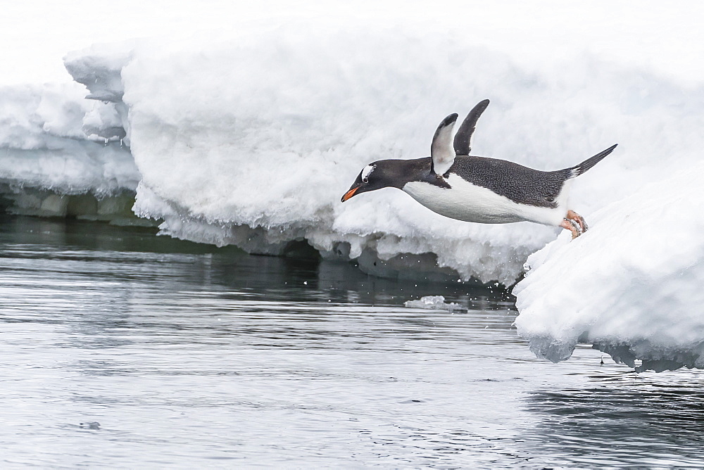 Gentoo penguin (Pygoscelis papua) returning to the sea to feed at Dorian Bay, Antarctica, Polar Regions