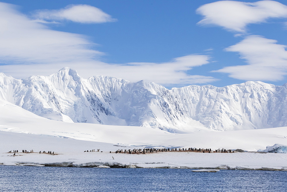 Gentoo penguin (Pygoscelis papua) breeding colony at Dorian Bay, Antarctica, Polar Regions