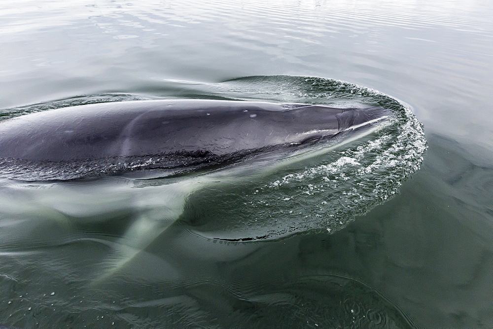 A curious Antarctic minke whale (Balaenoptera bonaerensis) in Neko Harbor, Antarctica, Polar Regions