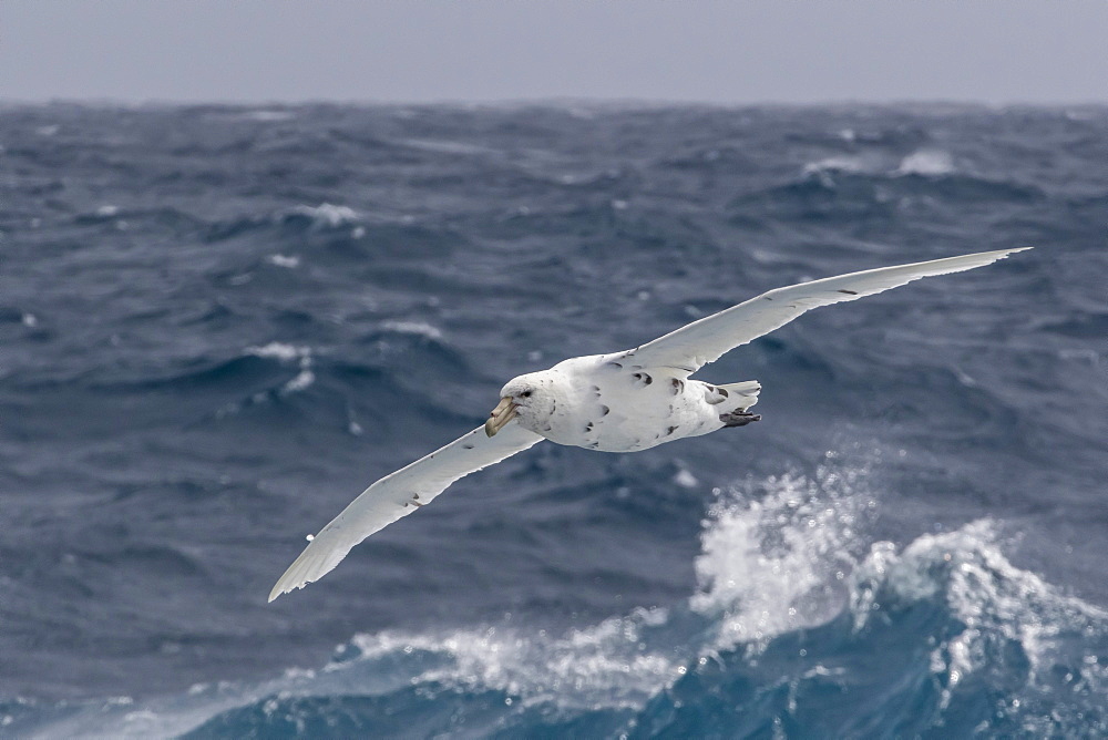 A rare white morph of the southern giant petrel (Macronectes giganteus), English Strait, Antarctica, Polar Regions