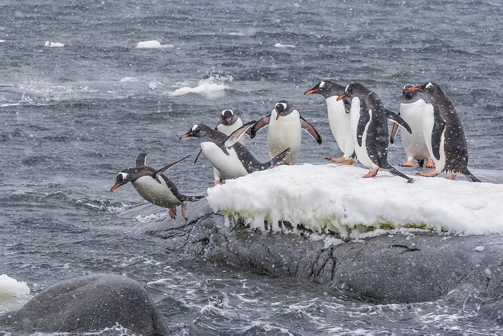 Gentoo penguins (Pygoscelis papua) returning to sea from breeding colony at Port Lockroy, Antarctica, Polar Regions