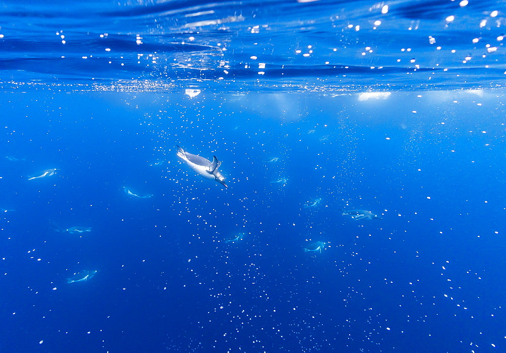 Gentoo penguins (Pygoscelis papua) feeding underwater at Booth Island, Antarctica, Polar Regions