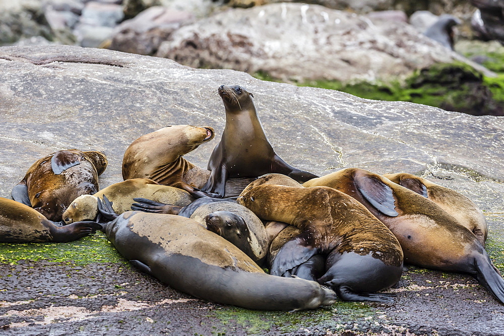 California sea lions (Zalophus californianus) hauled out on Isla San Pedro Martir, Baja California, Mexico, North America