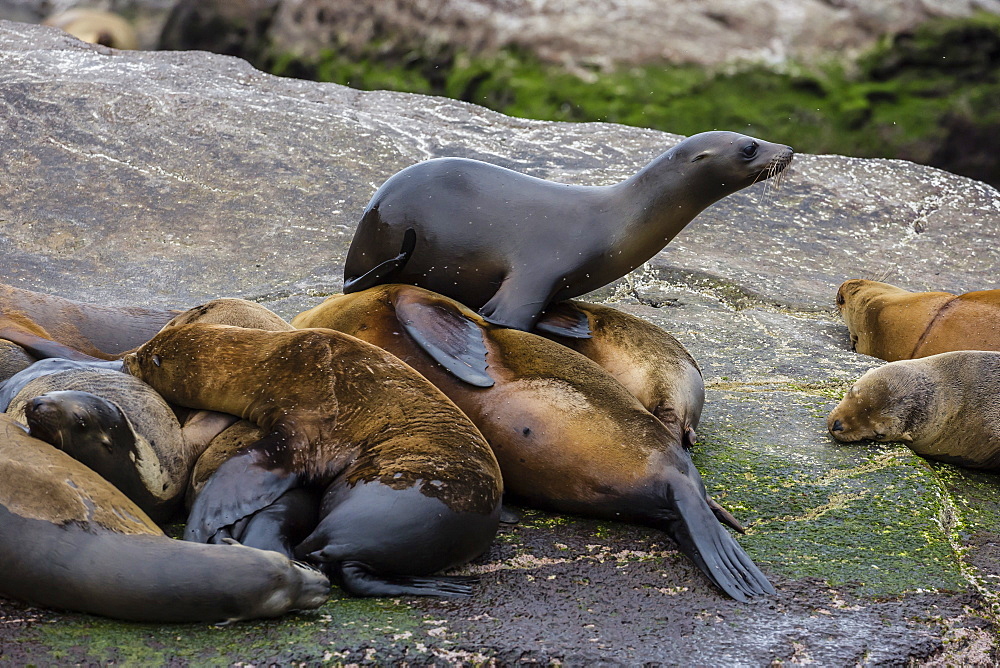 California sea lions (Zalophus californianus) hauled out on Isla San Pedro Martir, Baja California, Mexico, North America