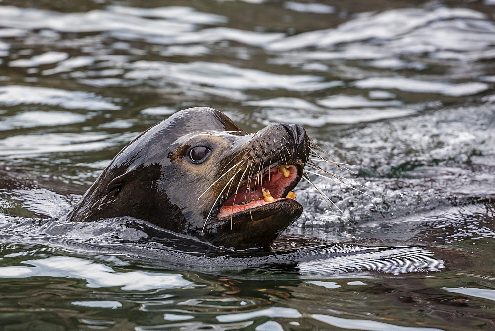 California sea lion bull (Zalophus californianus) on Isla San Pedro Martir, Baja California, Mexico, North America