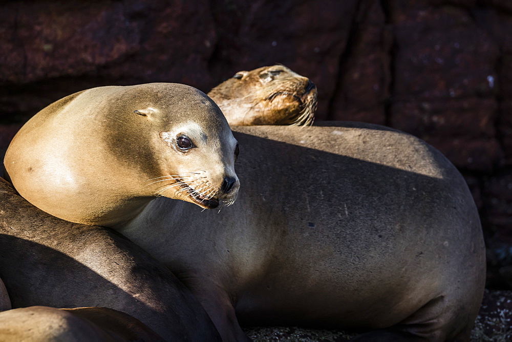 California sea lions (Zalophus californianus) hauled out on Los Islotes, Baja California Sur, Mexico, North America