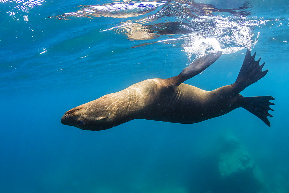 Adult California sea lion (Zalophus californianus) underwater at Los Islotes, Baja California Sur, Mexico, North America